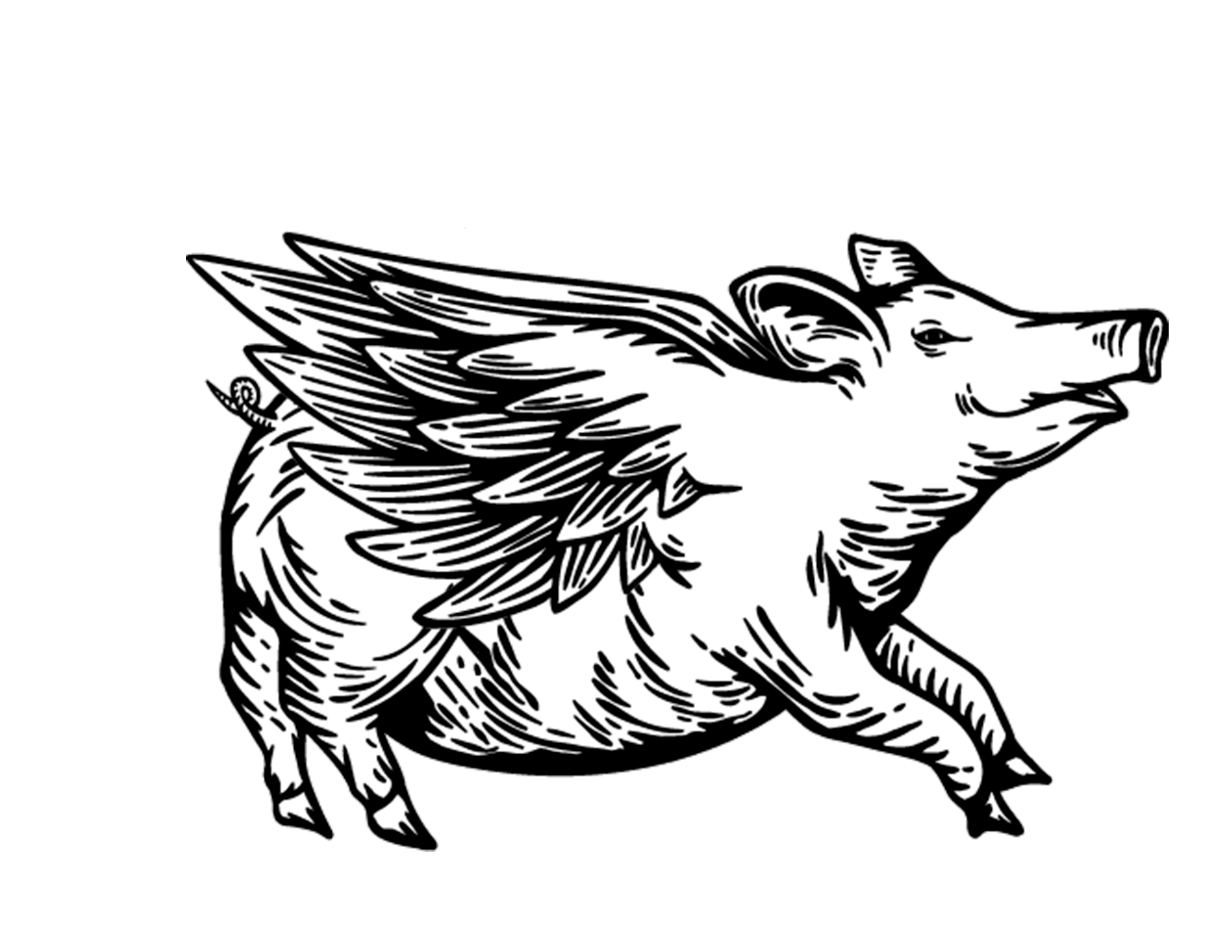 pig